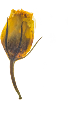 Hand Pressed Flora
